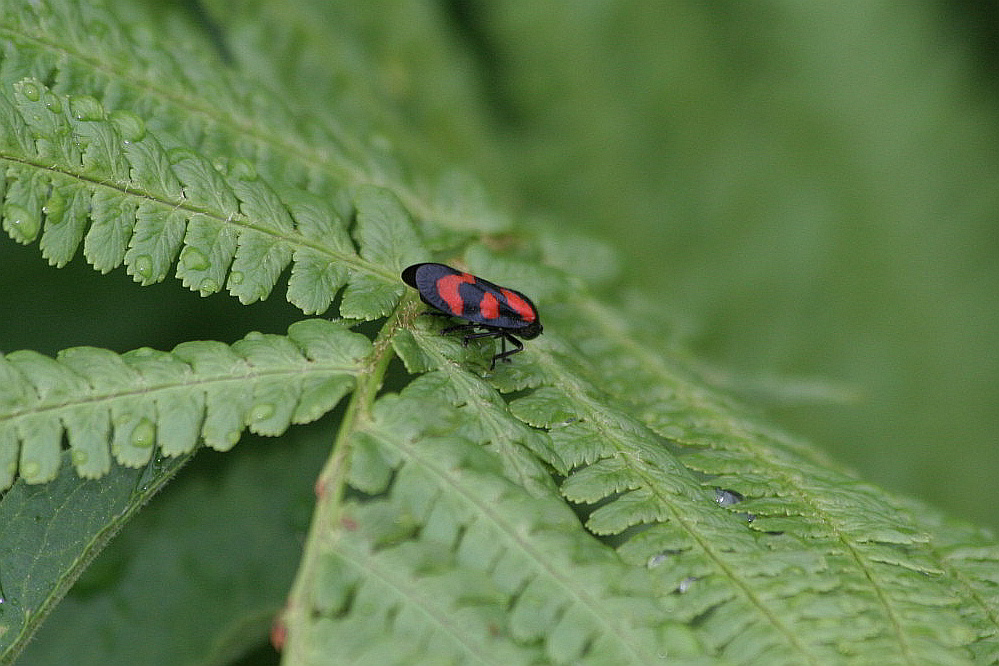 cercopis? Cercopis vulnerata.